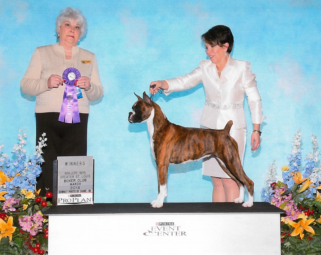 Victoria Baibrook Boxers