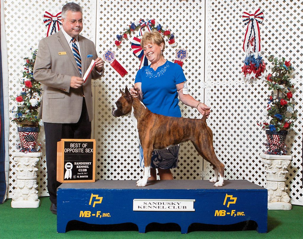 Victoria Baibrook Boxers